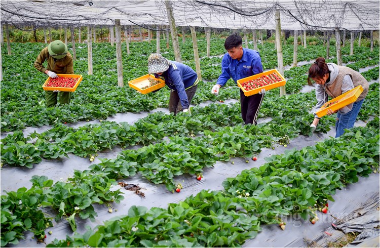 Sơn La: Khuyến khích trồng dâu tây Mộc Châu theo tiêu chuẩn VietGAP để nâng cao giá trị sản phẩm