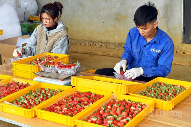 Sơn La: Khuyến khích trồng dâu tây Mộc Châu theo tiêu chuẩn VietGAP để nâng cao giá trị sản phẩm