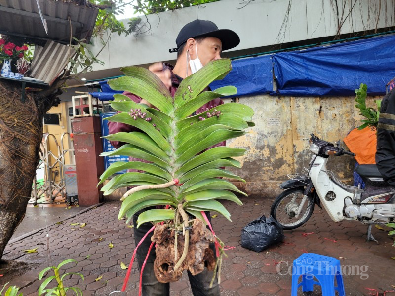 Giá bán gấp đôi ngày thường, hoa lan xuống phố dịp cận Tết đắt như ‘tôm tươi’