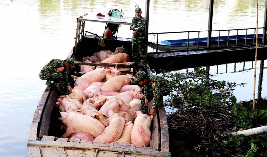 Vì sao Hiệp hội Chăn nuôi Đồng Nai kiến nghị siết chặt nhập lậu gia súc, gia cầm?