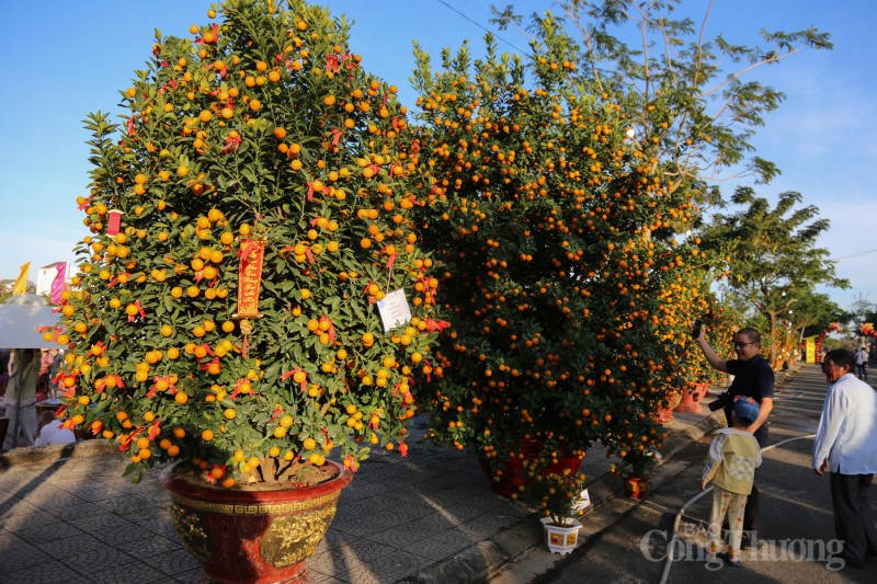 Chiêm ngưỡng những cây quật thế độc đáo tại “thủ phủ” quật miền Trung Chiêm ngưỡng những cây quật thế độc đáo tại “thủ phủ” quật miền Trung