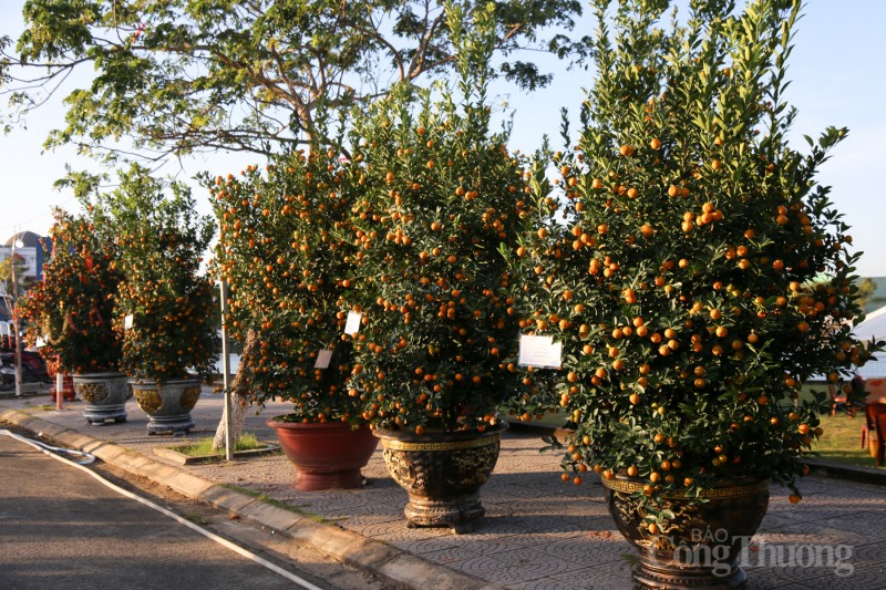 Chiêm ngưỡng những cây quật thế độc đáo tại “thủ phủ” quật miền Trung Chiêm ngưỡng những cây quật thế độc đáo tại “thủ phủ” quật miền Trung