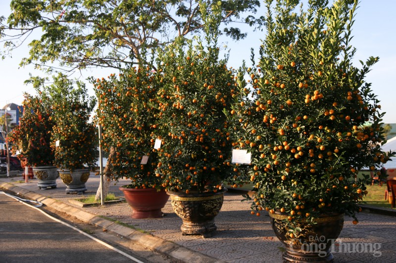 Chiêm ngưỡng những cây quật thế độc đáo tại “thủ phủ” quật miền Trung