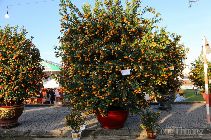 Chiêm ngưỡng những cây quật thế độc đáo tại “thủ phủ” quật miền Trung Chiêm ngưỡng những cây quật thế độc đáo tại “thủ phủ” quật miền Trung
