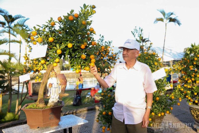 Chiêm ngưỡng những cây quật thế độc đáo tại “thủ phủ” quật miền Trung Chiêm ngưỡng những cây quật thế độc đáo tại “thủ phủ” quật miền Trung