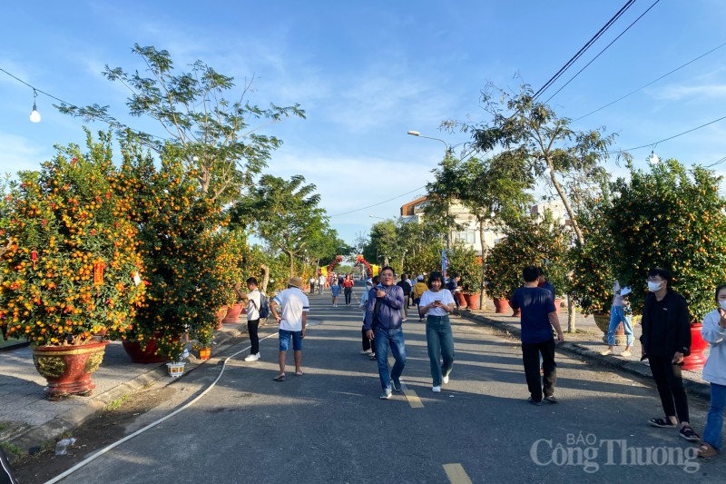 Chiêm ngưỡng những cây quật thế độc đáo tại “thủ phủ” quật miền Trung Chiêm ngưỡng những cây quật thế độc đáo tại “thủ phủ” quật miền Trung