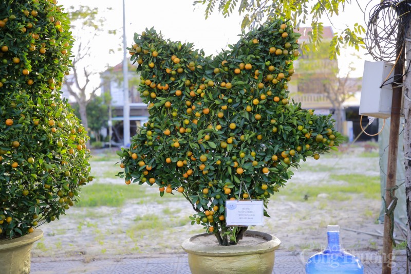 Chiêm ngưỡng những cây quật thế độc đáo tại “thủ phủ” quật miền Trung Chiêm ngưỡng những cây quật thế độc đáo tại “thủ phủ” quật miền Trung