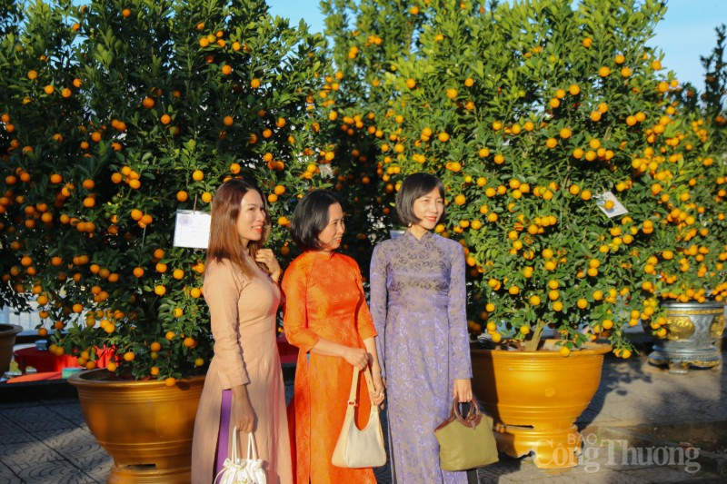 Chiêm ngưỡng những cây quật thế độc đáo tại “thủ phủ” quật miền Trung