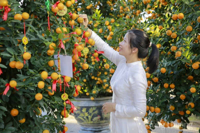 Chiêm ngưỡng những cây quật thế độc đáo tại “thủ phủ” quật miền Trung Chiêm ngưỡng những cây quật thế độc đáo tại “thủ phủ” quật miền Trung