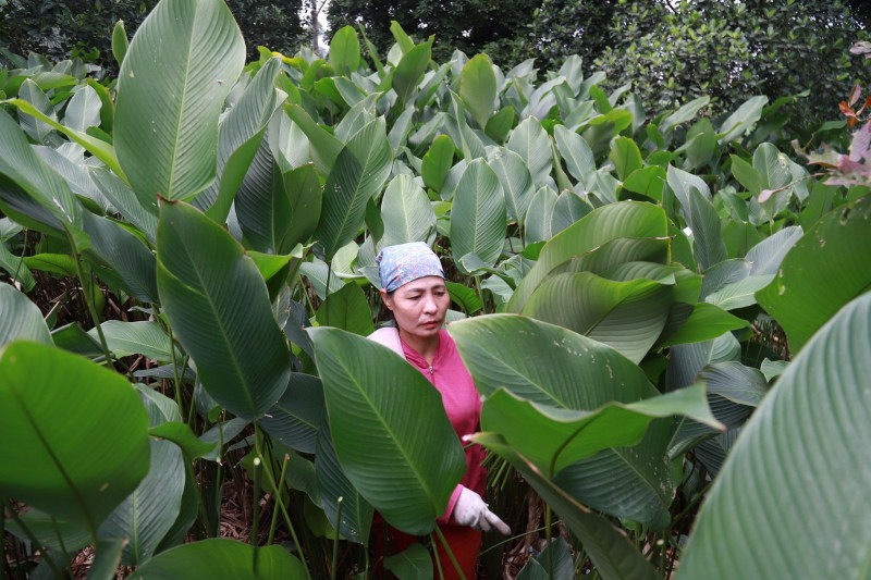 Những ngày này, người dân làng Tràng Cát (huyện Thanh Oai, Hà Nội) tất bật thu hoạch lá dong để kịp phục vụ nhu cầu gói bánh chưng dịp Tết. Những ngày này, người dân làng Tràng Cát (huyện Thanh Oai, Hà Nội) tất bật thu hoạch lá dong để kịp phục vụ nhu cầu gói bánh chưng dịp Tết.