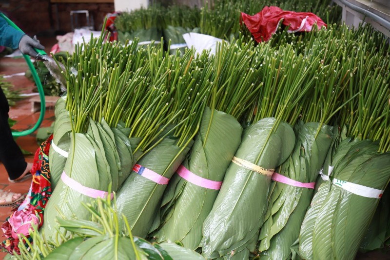 Hiện nay, mức giá lá dong dao động từ 800-1.000 đồng/lá, cuối tháng Chạp giá có thể tăng lên 1.500-1.700 đồng/lá. Hiện nay, mức giá lá dong dao động từ 800-1.000 đồng/lá, cuối tháng Chạp giá có thể tăng lên 1.500-1.700 đồng/lá.