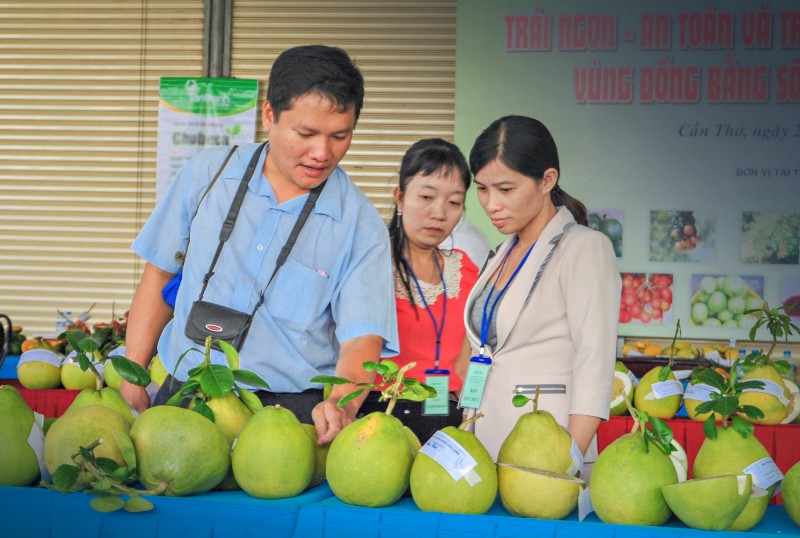 Vĩnh Long: Thêm một vụ Tết đìu hiu ở xứ sở bưởi Năm Roi