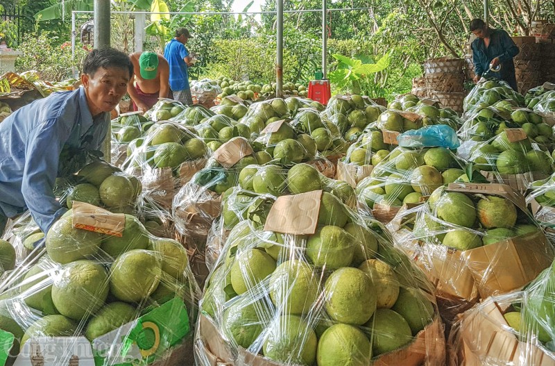 Vĩnh Long: Vụ Tết đìu hiu ở xứ sở bưởi Năm Roi