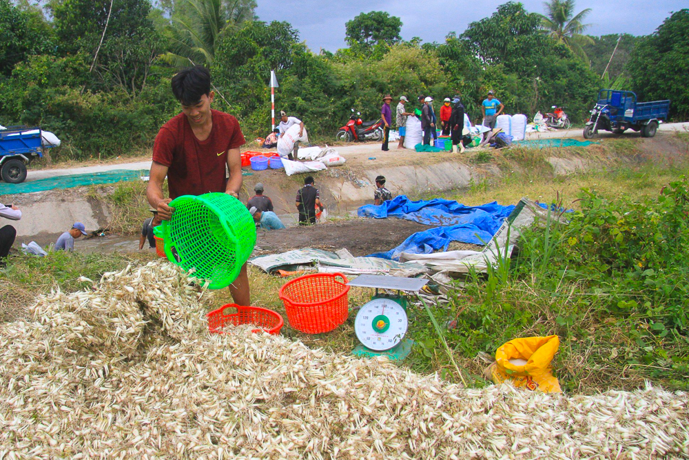 Giá kiệu rớt, nông dân Khánh Hòa thấp thỏm lo vụ Tết