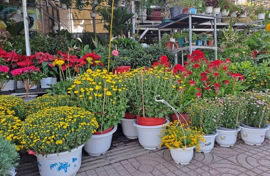 hoa kieng tet don dap xuong pho tieu thuong ngong khach mua