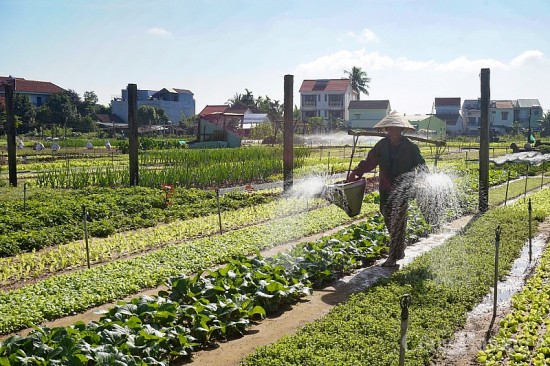 Làng rau sạch nức tiếng Quảng Nam hối hả vào vụ Tết