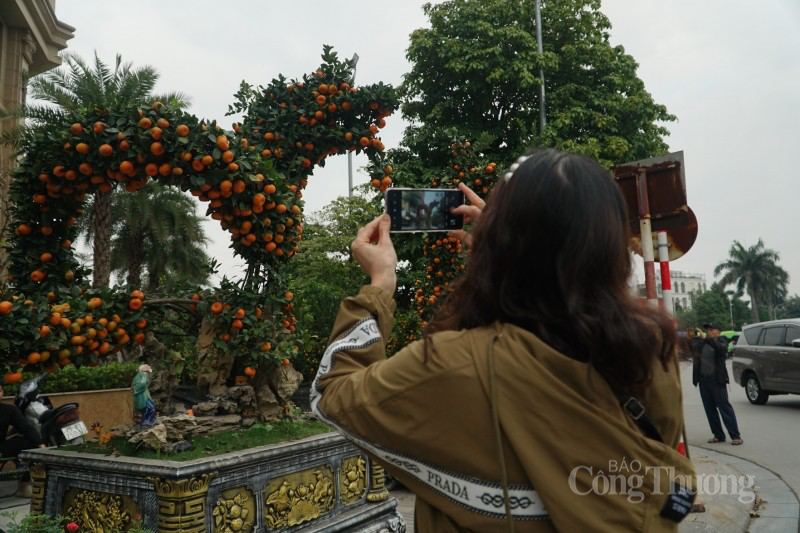 Quất 'song long' uốn lượn hình rồng xuống phố ngày giáp Tết, giá 100 triệu đồng/cây