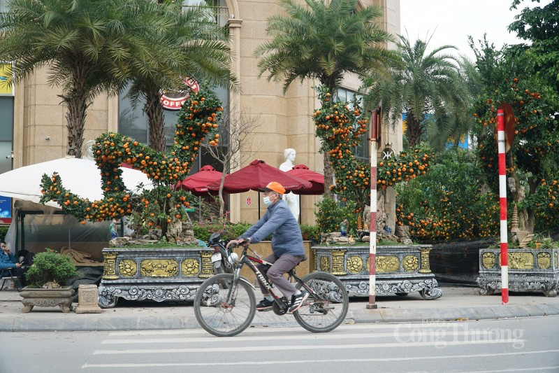 Quất song long 