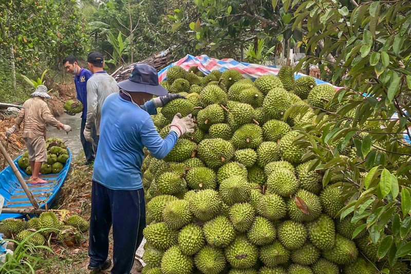 Thu hoạch sầu riêng ở xã Mỹ Long, huyện Cai Lậy, tỉnh Tiền Giang