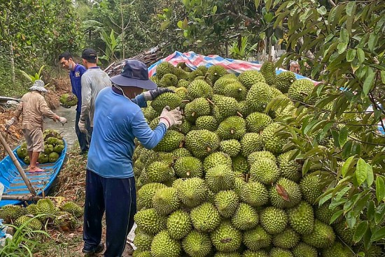 Tiền Giang: Giá sầu riêng lên cao ngất ngưởng, thương lái vẫn lùng sục tìm mua