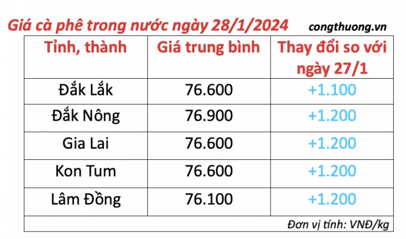 Giá cà phê hôm nay, 28/1/2024: Giá cà phê trong nước