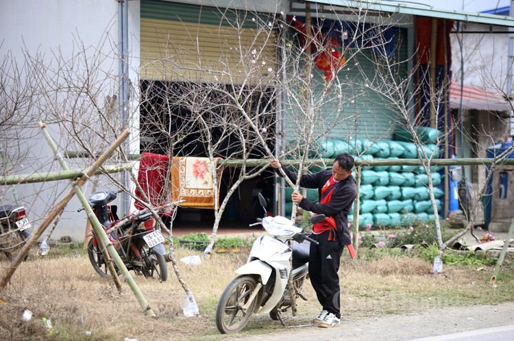 Hoa đào, hoa mận đua nhau khoe sắc tại Hang Kia, Pà Cò