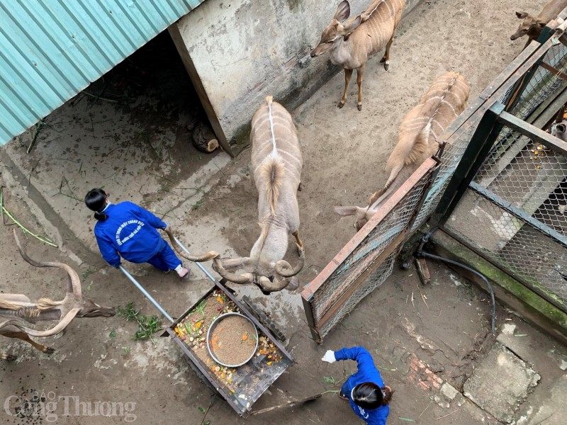 Mục sở thị Vườn thú Hà Nội đốt lửa, căng bạt chống rét cho động vật