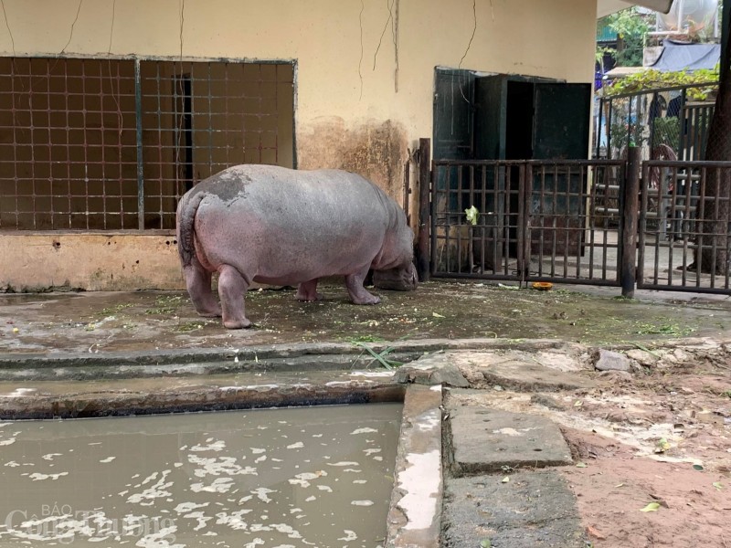 Mục sở thị Vườn thú Hà Nội đốt lửa, căng bạt chống rét cho động vật