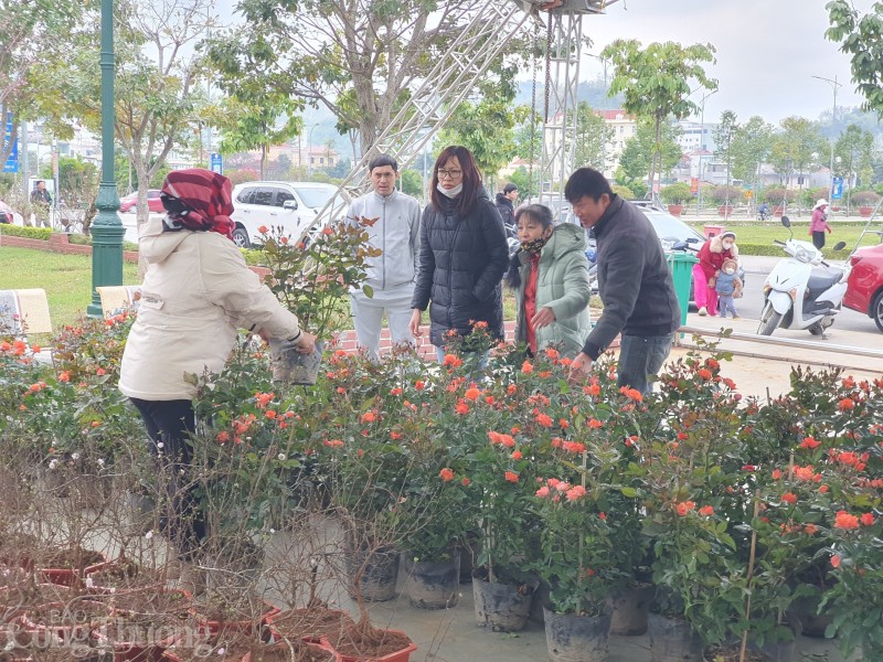 Chị Lê Khánh Linh (phường Quyết Thắng, TP. Sơn La) chia sẻ: “Năm nào tôi cũng ra hội chợ Hoa xuân Sơn La để chọn mua những cây đào, quất ưng ý nhất để chỏ chuẩn bị cho Tết”