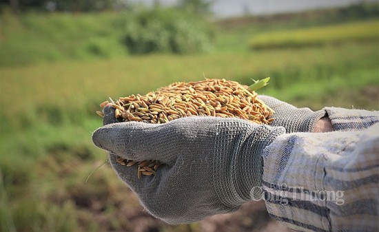 Bài cuối: Xuất khẩu nông lâm thủy sản và kỳ vọng bước sang chương mới