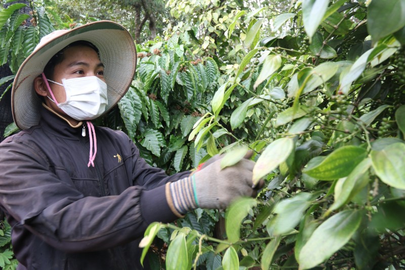 Trung Quốc tăng mua, giá tiêu sẽ tăng sau kỳ nghỉ Tết Giáp Thìn