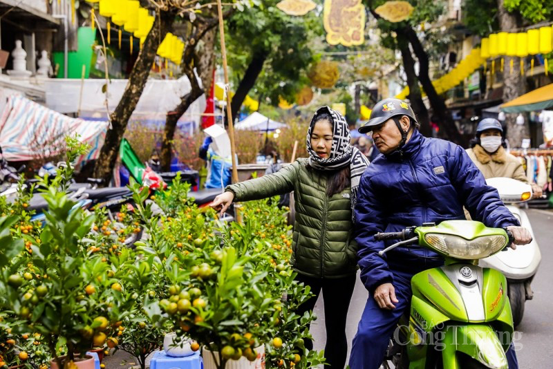 Lan hồ điệp ngập phố ngày cận Tết, giá bán mỗi chậu hàng chục triệu đồng