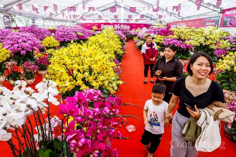 Lan hồ điệp ngập phố ngày cận Tết, giá bán mỗi chậu hàng chục triệu đồng