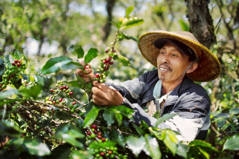 Bảy giải pháp để ca cao và hàng hóa Việt gia tăng thị phần tại Bắc Âu