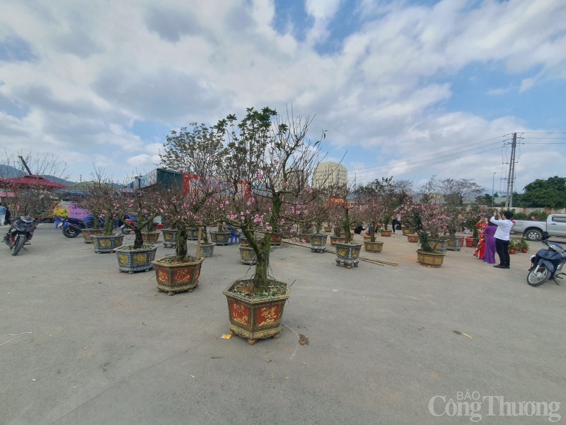 Quảng trường Hòa Bình rực rỡ sắc hoa mừng Đảng, mừng Xuân Quảng trường Hòa Bình rực rỡ sắc hoa mừng Đảng, mừng Xuân