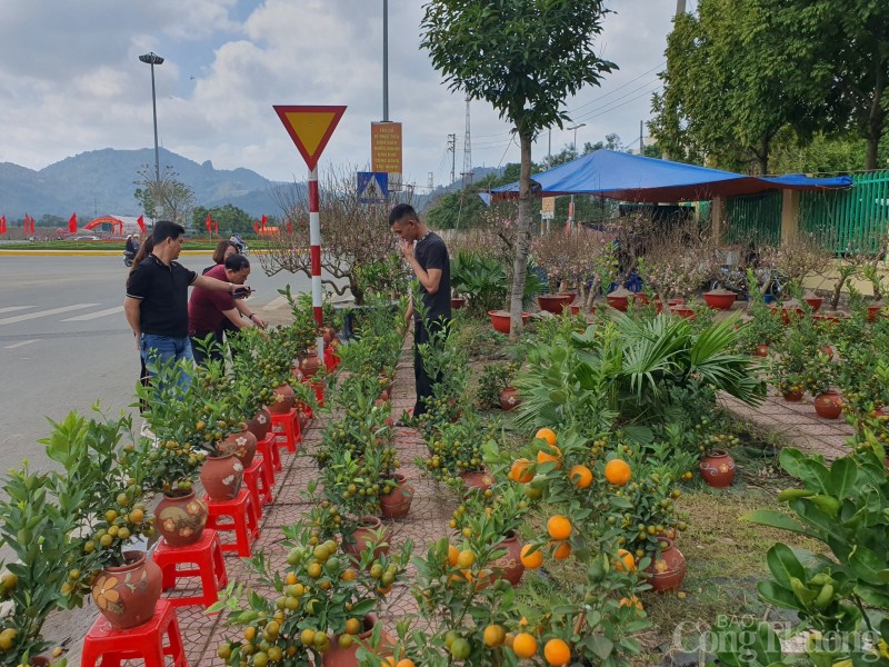 Quảng trường Hòa Bình rực rỡ sắc hoa mừng Đảng, mừng Xuân Quảng trường Hòa Bình rực rỡ sắc hoa mừng Đảng, mừng Xuân