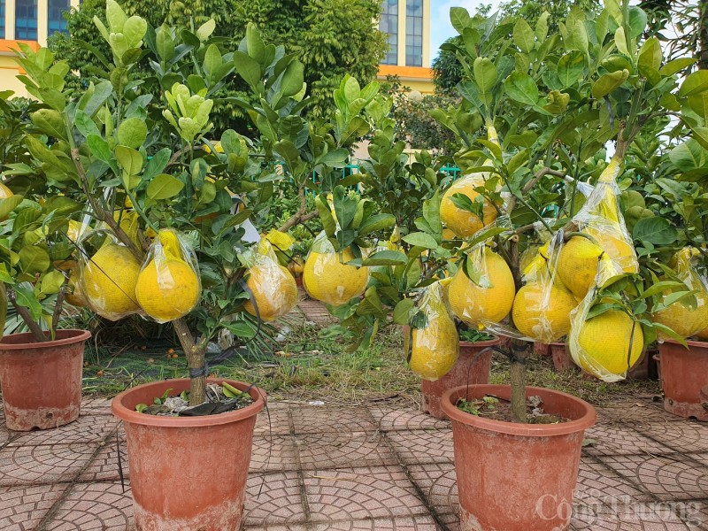 Quảng trường Hòa Bình rực rỡ sắc hoa mừng Đảng, mừng Xuân Quảng trường Hòa Bình rực rỡ sắc hoa mừng Đảng, mừng Xuân