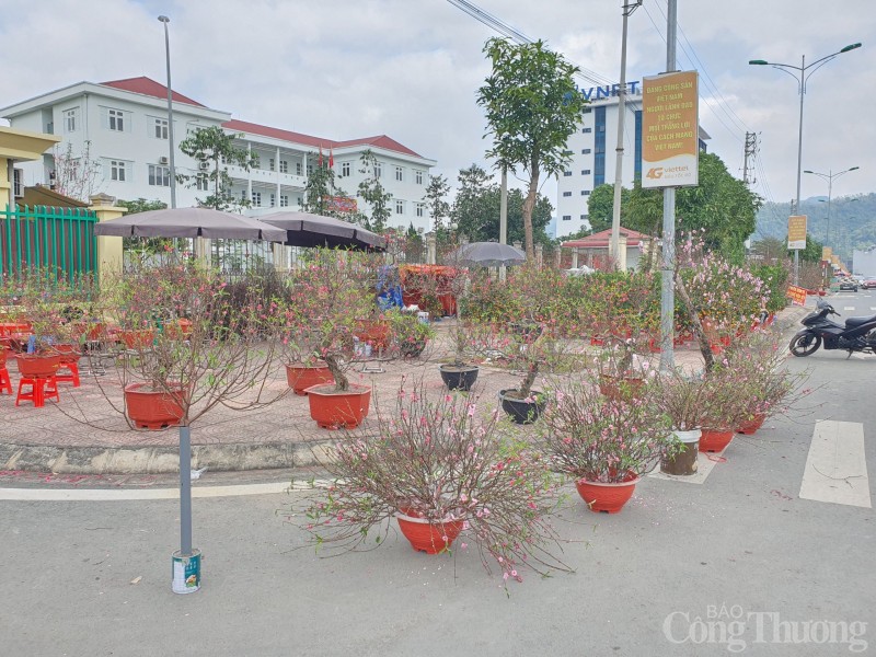 Quảng trường Hòa Bình rực rỡ sắc hoa mừng Đảng, mừng Xuân Quảng trường Hòa Bình rực rỡ sắc hoa mừng Đảng, mừng Xuân
