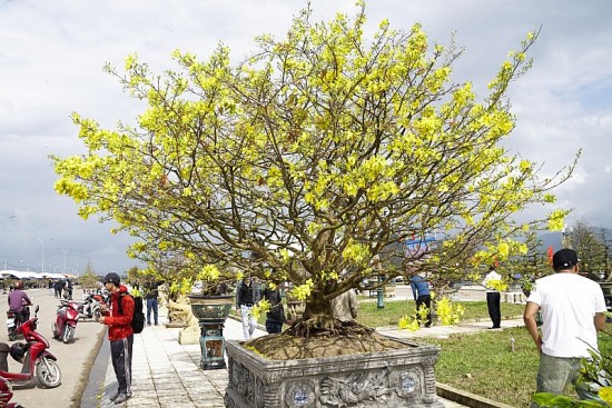 mai vang binh dinh duoc cap chung nhan dang ky chi dan dia ly