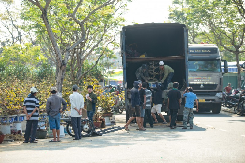 Đà Nẵng: Chợ hoa Xuân bắt đầu nhộn nhịp