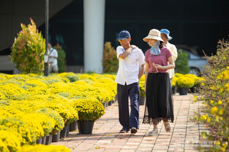 Đà Nẵng: Chợ hoa Xuân bắt đầu nhộn nhịp