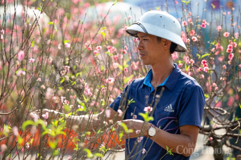 Đà Nẵng: Chợ hoa Xuân bắt đầu nhộn nhịp