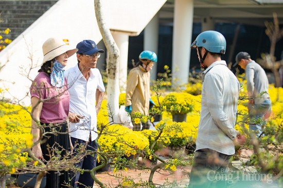 Đà Nẵng: Chợ hoa Xuân bắt đầu nhộn nhịp