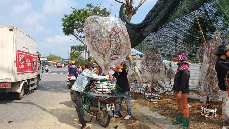 Đà Nẵng: Chợ hoa Xuân bắt đầu nhộn nhịp