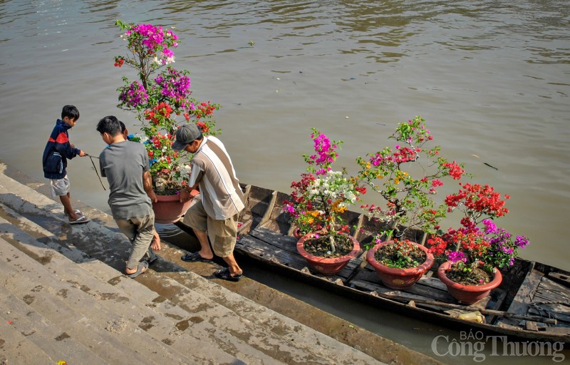 Cần Thơ rực rỡ sắc màu hoa Tết