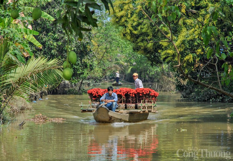 Cần Thơ rực rỡ sắc màu hoa Tết