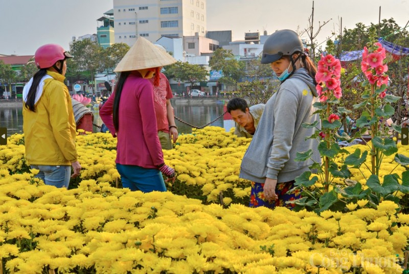 Cần Thơ rực rỡ sắc màu hoa Tết