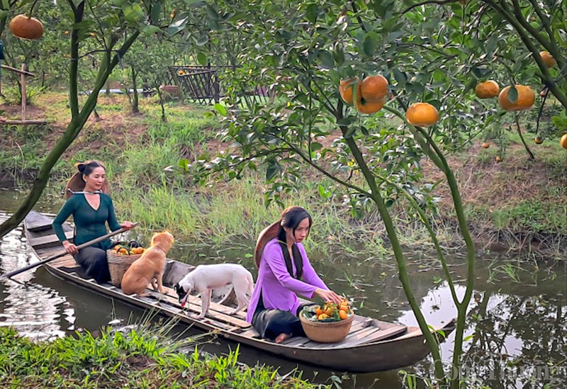 Đồng Tháp: Sắc xuân trong những khu vườn quýt hồng Lai Vung