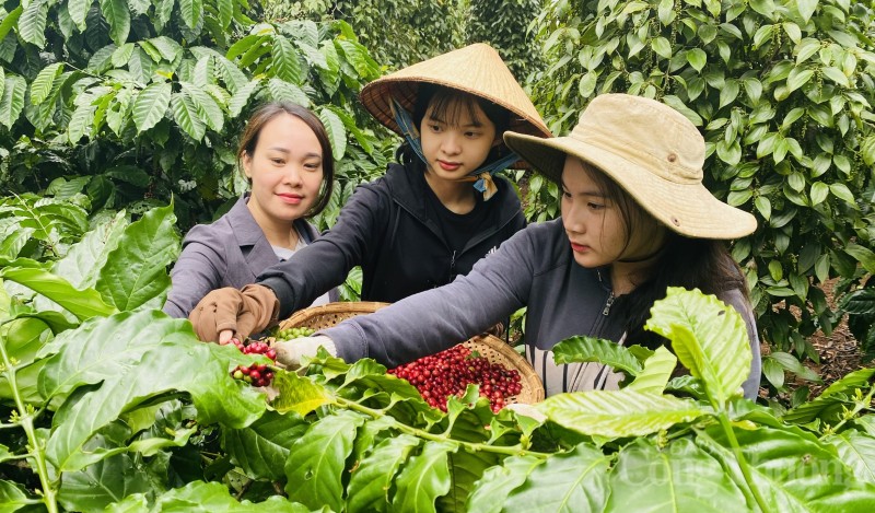 Mối lo khô hạn tại Brazil và tồn kho trên sàn thấp giúp giá cà phê xuất khẩu tăng trở lại