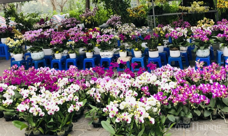 Thị trường hoa Tết: Người mua thì ít, người ngắm thì nhiều Thị trường hoa Tết: Người mua thì ít, người ngắm thì nhiều